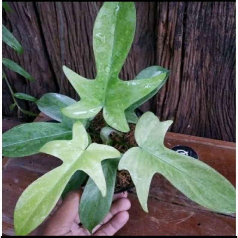 Philodendron Florida Ghost Mint / Florida Ghost /Tanaman Hias