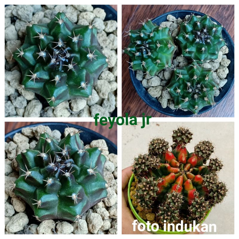 kaktus mini ownroot,kaktus hidup,gymnocalycium darkmoon.