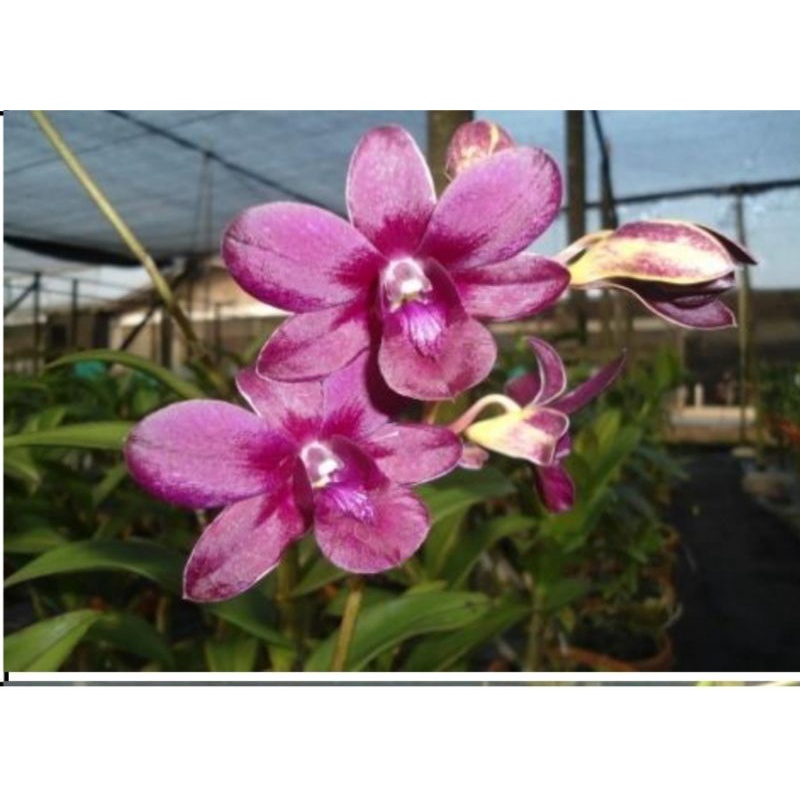 Dendrobium Merah hati rawatan