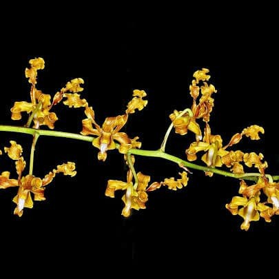 Seedling Anggrek Dendrobium Discolor var tanibar