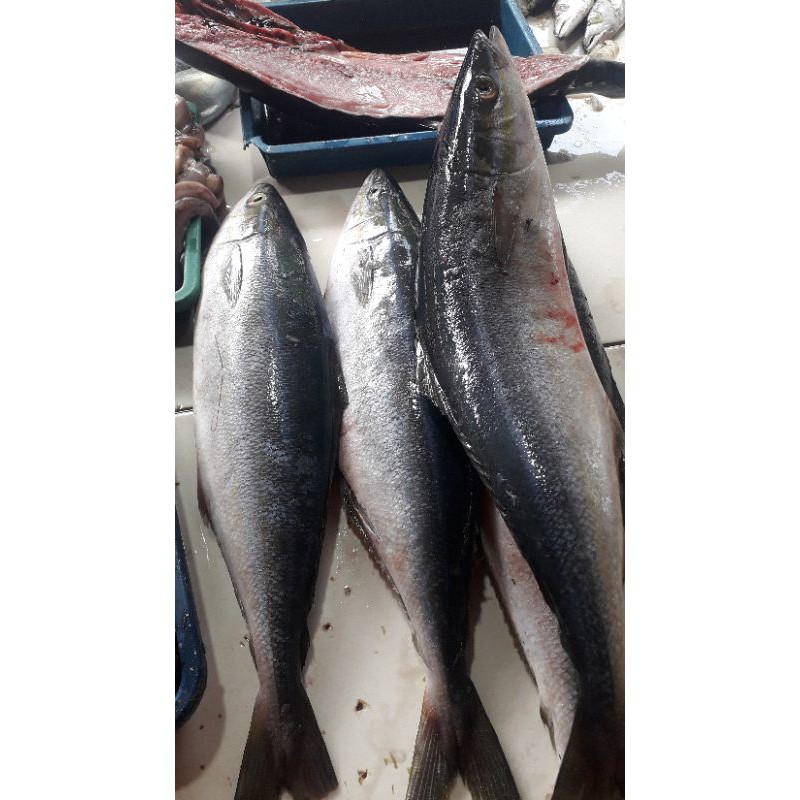 

IKAN SALEM SEGAR,FRES/500GRM