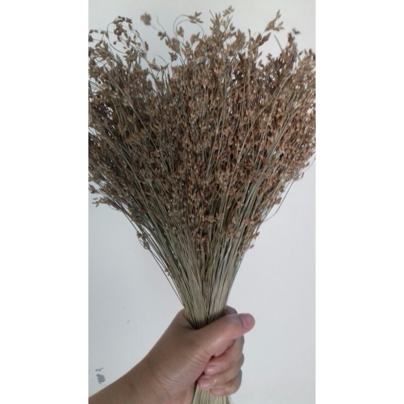 Bunga kering/rumput hias kering alami