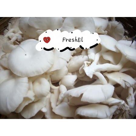 

FreshEl - JAMUR TIRAM 250gr