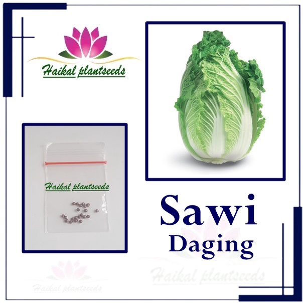 20 biji benih sawi daging sawi putih