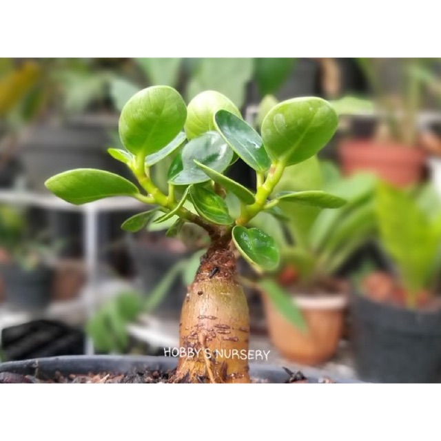 Tanaman Hias Ficus Coreana atau Beringin Compacta berdaun mangkok, berumbi atau bercaudex
