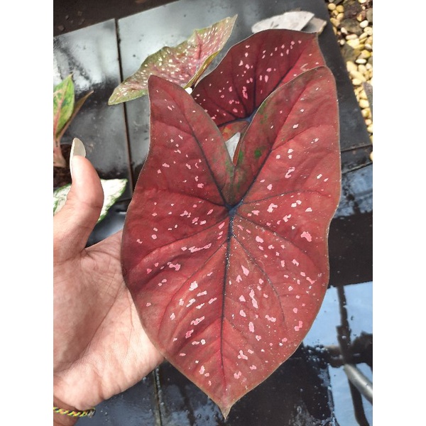 Keladi Hias Darkcoco | Tanaman Hias Caladium / Keladi Darkchoco Anakan