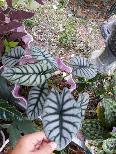 Tanaman Hias Caladium Lindenii Magnificum Keladi Zebra