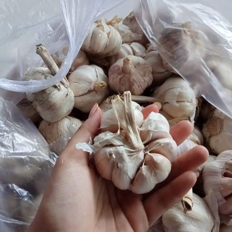 

bawang putih