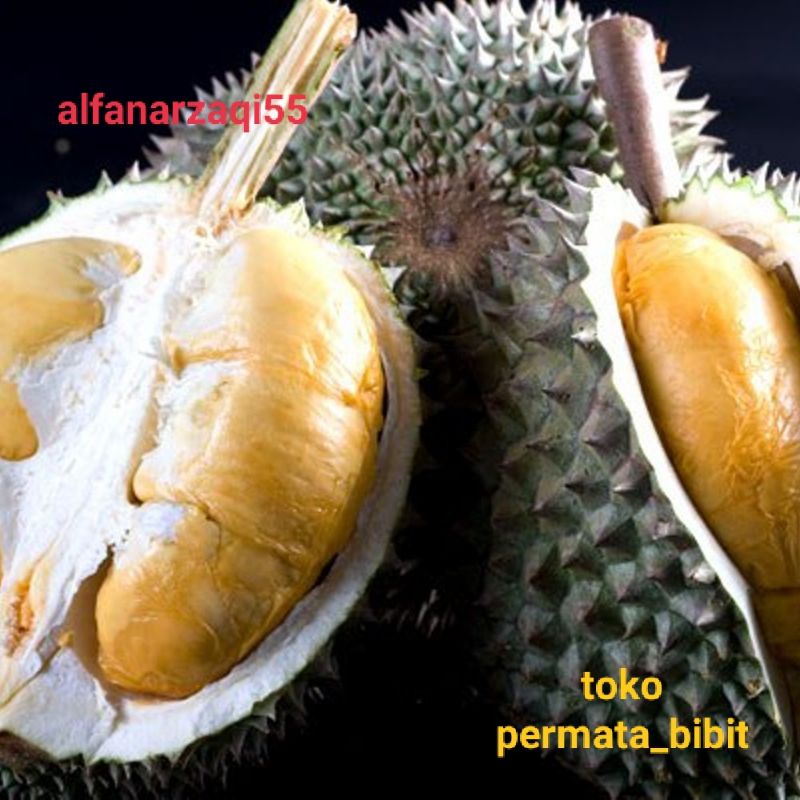 

bibit durian duri hitam/oche unggul cepat berbuah okulasi