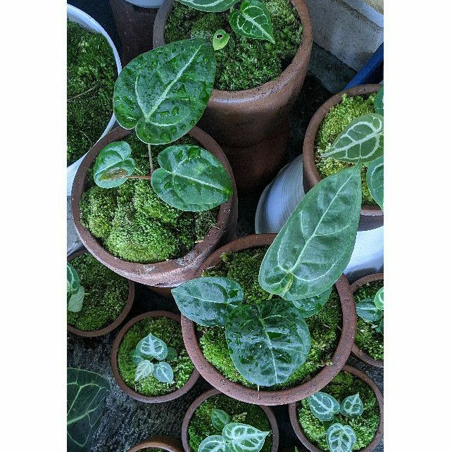 Anthurium Forgetii X Regale | Buta x Regale