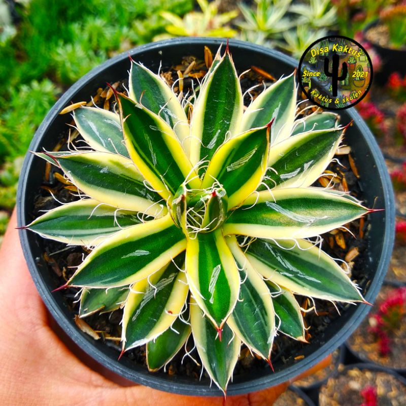 KAKTUS SKULEN - agave filifera