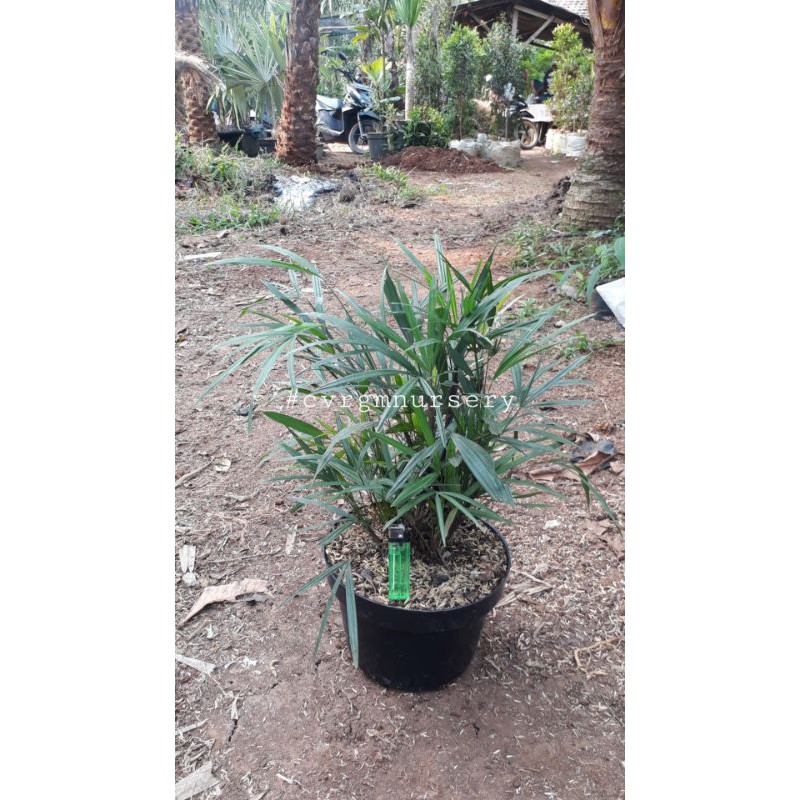 Palem waregu mini ( Regu mini (Rhapis super dwarf_Lady palm) Tanaman Langka