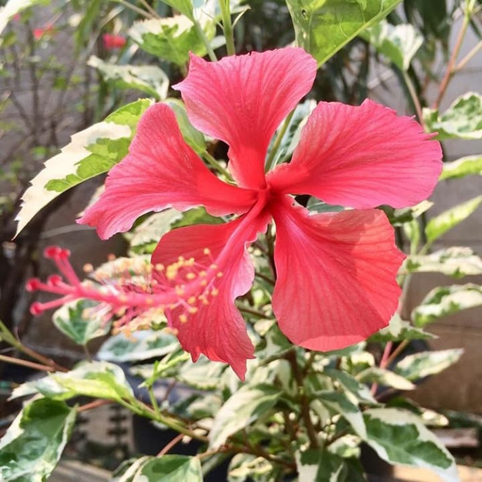 tanaman hias kembang spatu variegata - pohon kembang sepatu variegata