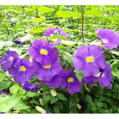 Bibit Tanaman Merambat Bunga Thunbergia Ungu