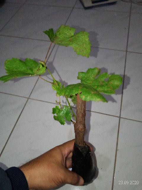 Termurah Bibit Pohon Anggur Terlaris