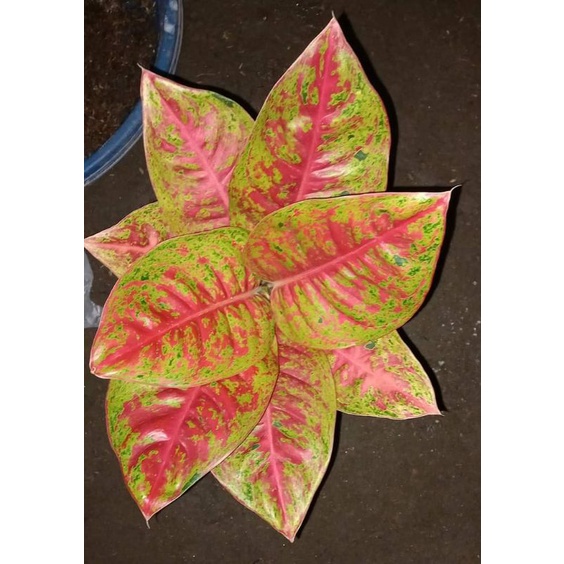 Aglonema / Agloenema Mahasety (MAHASETI/MAHASETY)