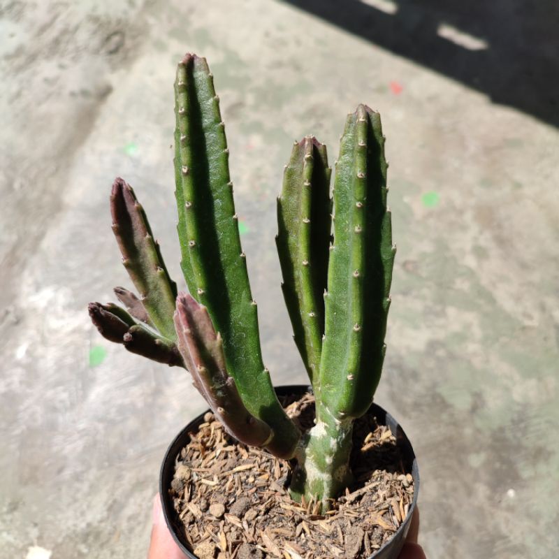 Stapelia leendertziae/Stapelia/Huernia