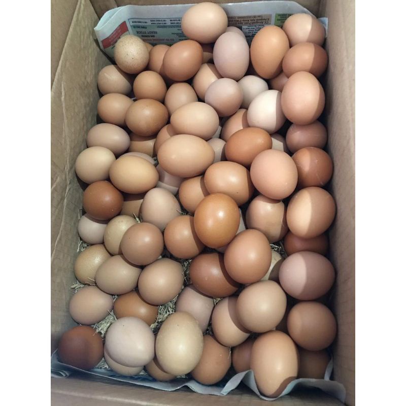 

Telur Ayam Negeri Harga Merakyat Kualitas Bagus