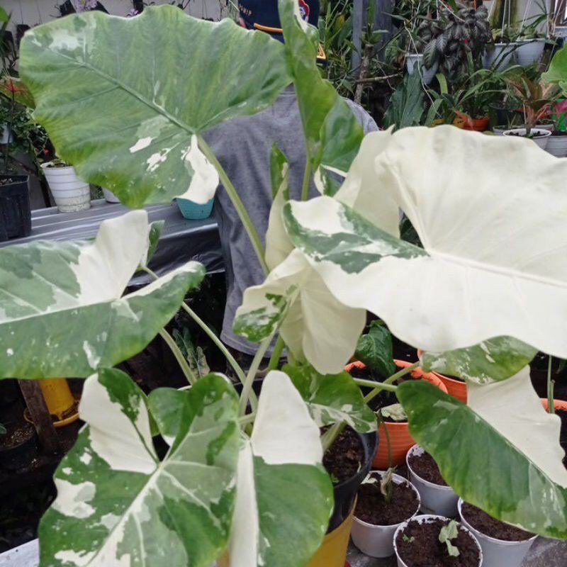 MURAH  TANAMAN SENTE VARIGATA /LOMPONG VARIGATA