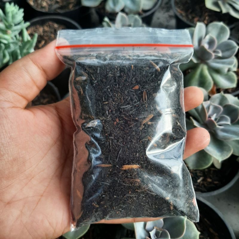 Media tanam kaktus sukulen siap pakai Media tanam kaktus siap pakai Media tanam kaktus dan sukulen 2