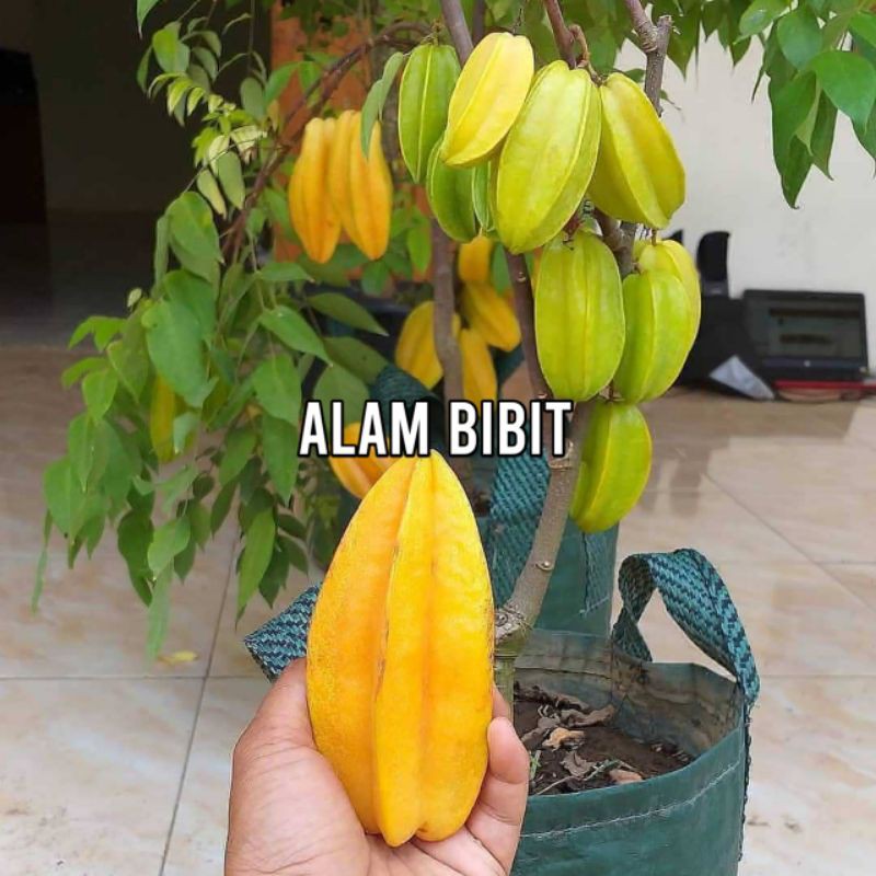 BIBIT BELIMBING MADU MERAH OKULASI (COCOK DI TANAM POT)