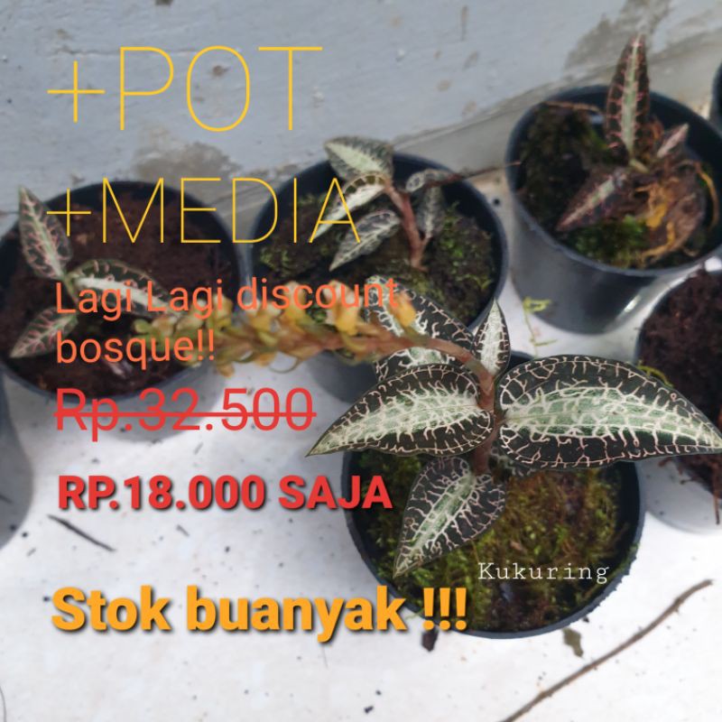 Anggrek permata jenis goodyera snakes - tanaman anggrek hias mini bukan jewel orchid mecodes