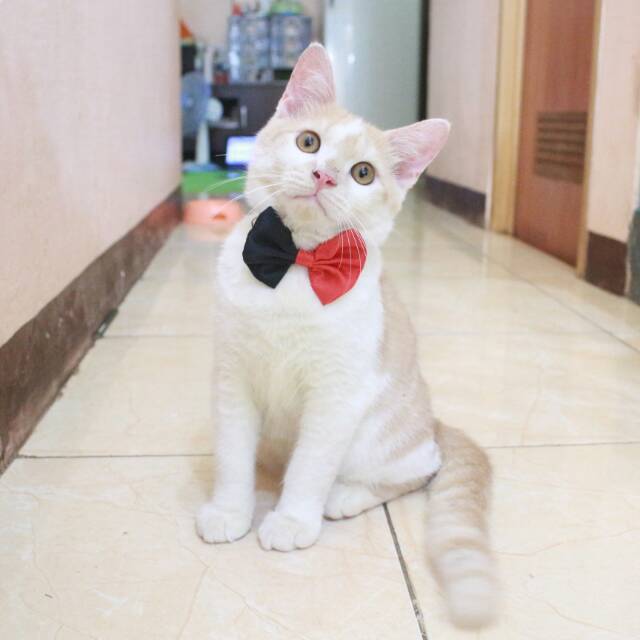 Dasi kupu-kupu half bowtie merah hitam lucu untuk kucing dan anjing size kitten adult