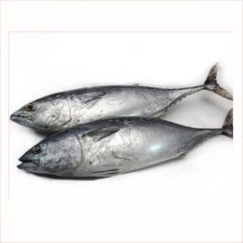 

Ikan Tongkol Sisik 1Kg | Ikan Segar Lapangan Tanpa Pengawet | | Pasar Induk Pekanbaru #Harga_Grosir
