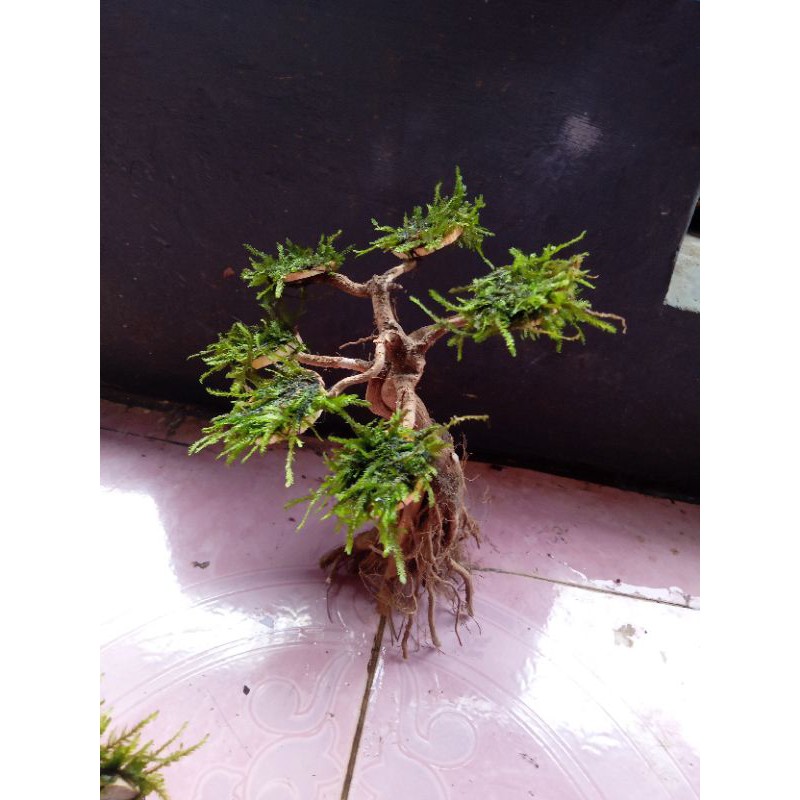 pohon bonsai Aquascape
