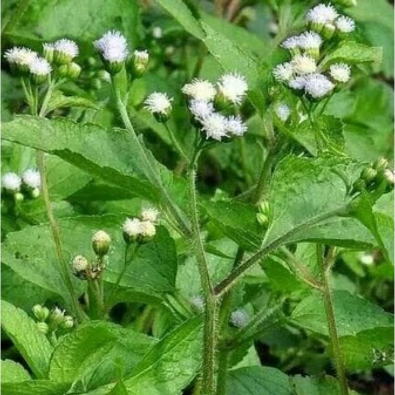

Daun Bandotan Segar Daun Babadotan 100gram