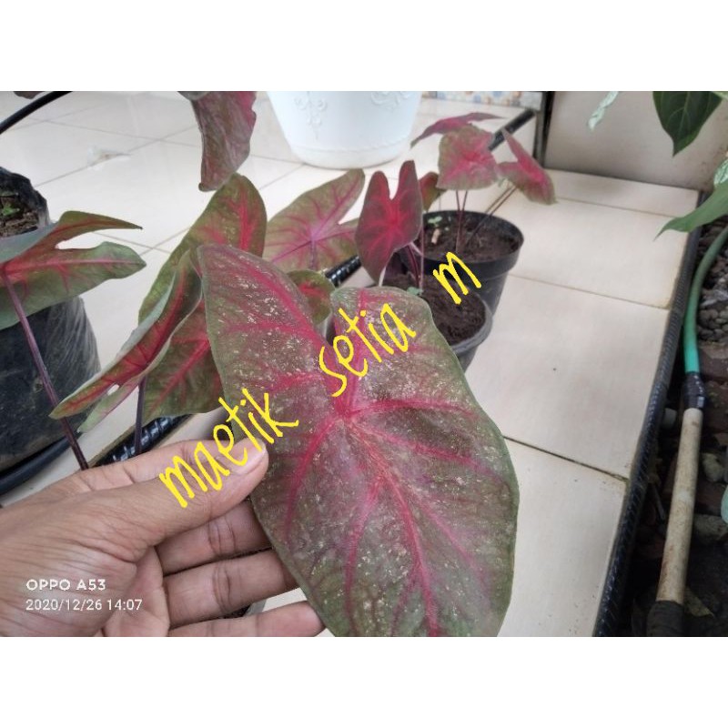 keladi mirzani menor/keladi merah merona/keladi merah