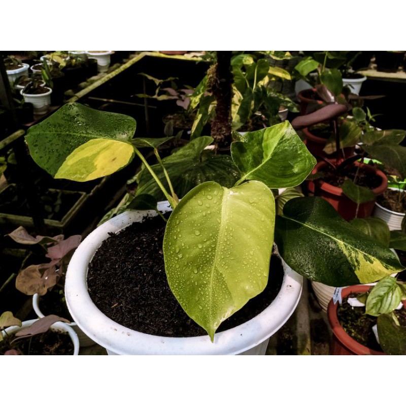 MONSTERA MARMORATA VARIGATA KUNING YELLOW YELLOW MARLYN MONSTERA AURE