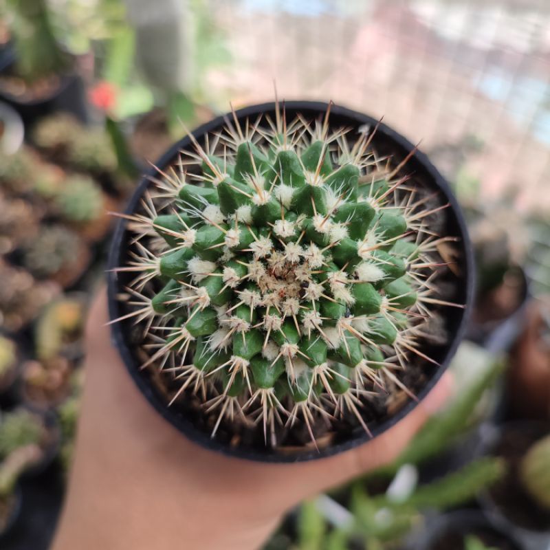 Mammillaria Karwinskiana Nejapensis/Mammillaria bulu putih/Kaktus Ownroot