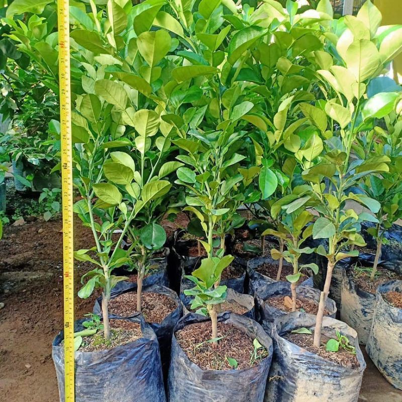 BIBIT JERUK BALI/PAMELO OKULASI INDUKAN BERBUAH (COCOK DI TANAM POT)
