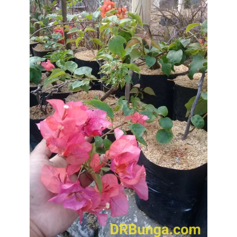 bunga sepatu bugenfil