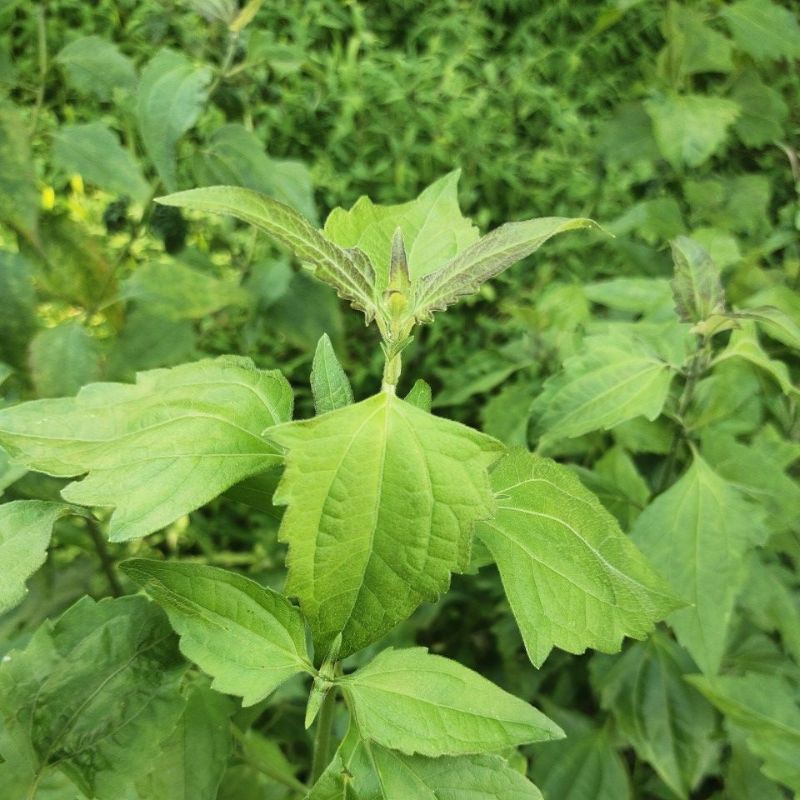 

daun kirinyuh segar. obat herbal. daun obat obatan