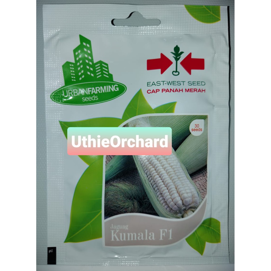 Benih Panah Merah - Jagung Pulut Putih Kumala F1