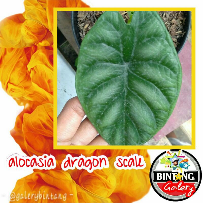 alocasia dragon scale