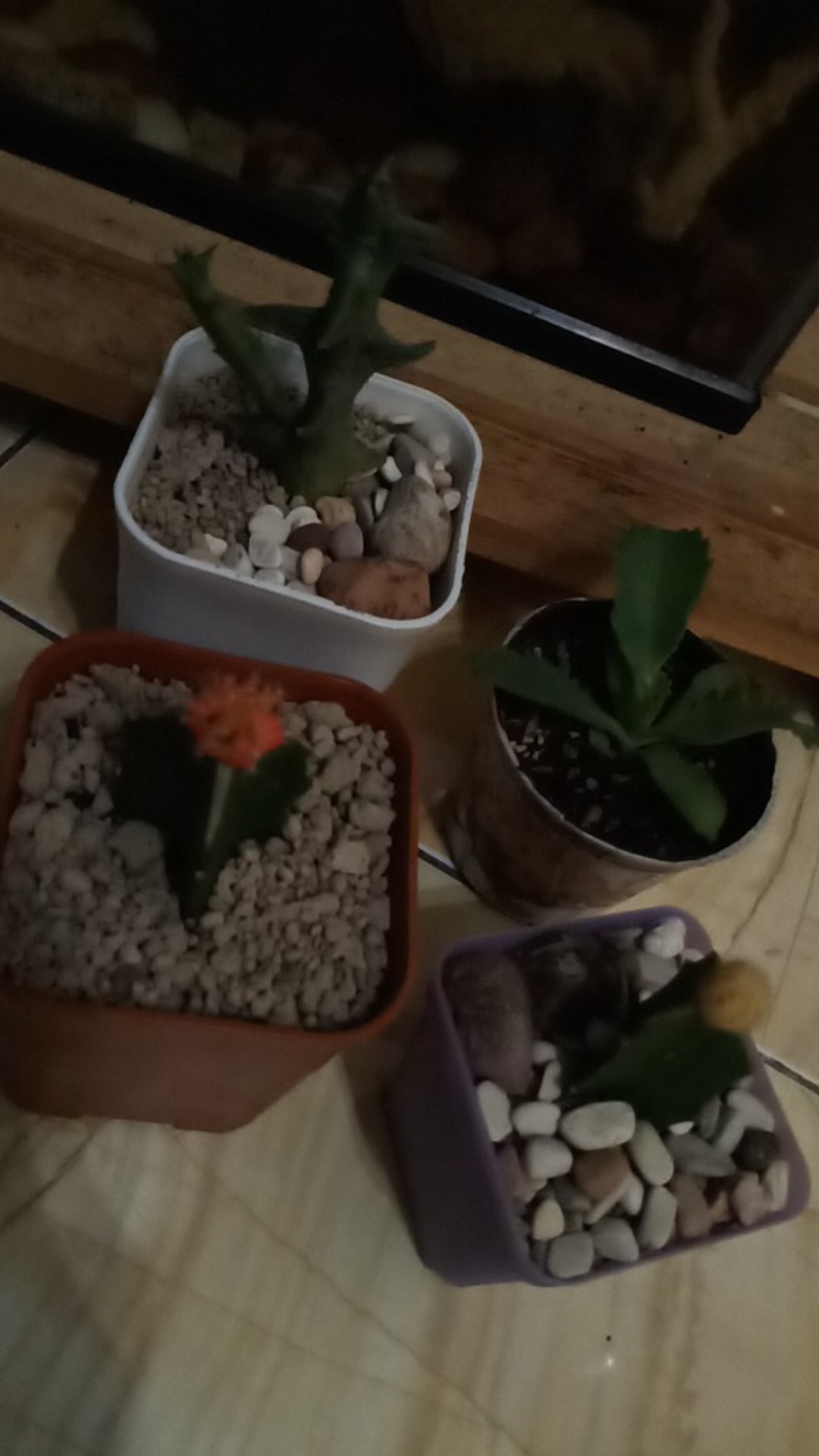 Tanaman Kaktus Dan Sekulen Euforbhia Decaryii