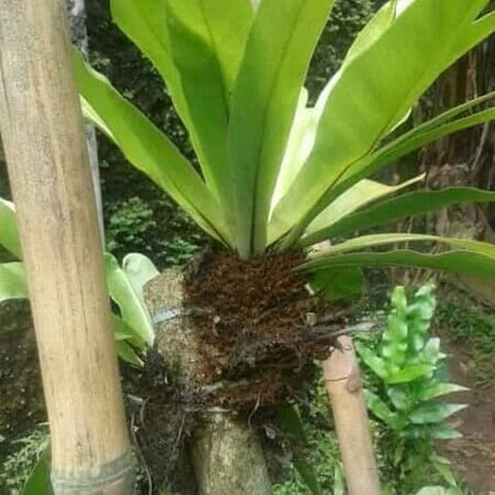 KADAKA JUMBO TANAMAN HIAS KADAKA PAKUAN JUMBO