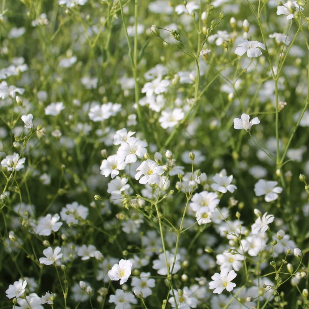 PlantaSeed - 20 Seeds - Gypsophila Benih Bibit Biji Bunga - PAS0200