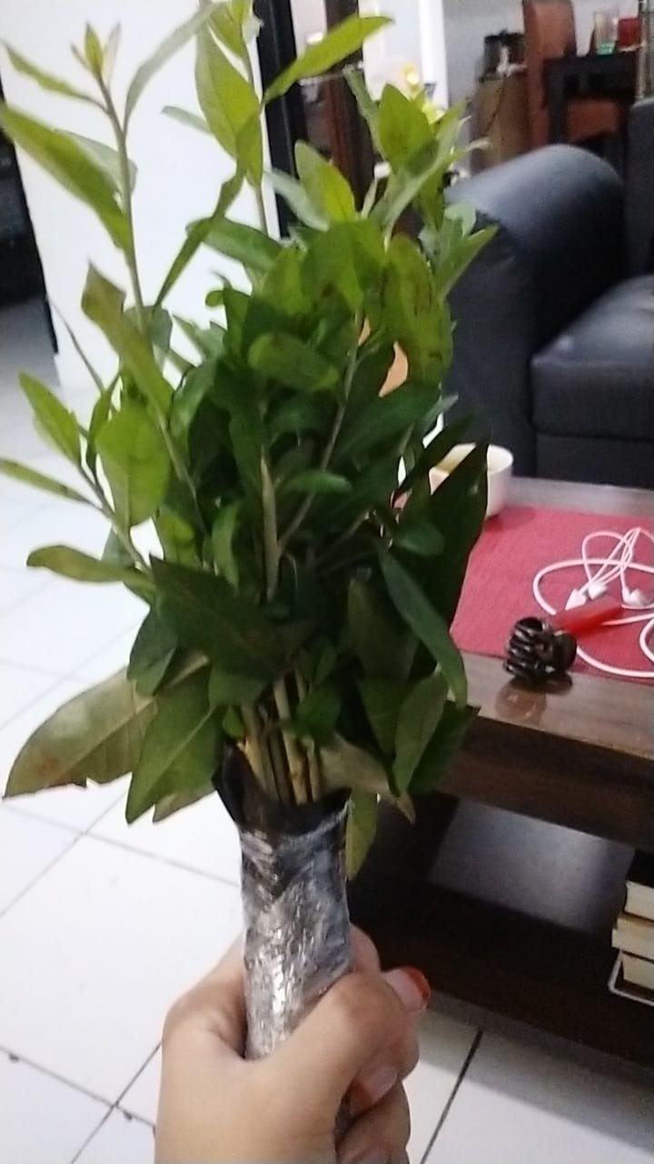 Pohon Lee Kwan Yew / Likuanyu Perbatang