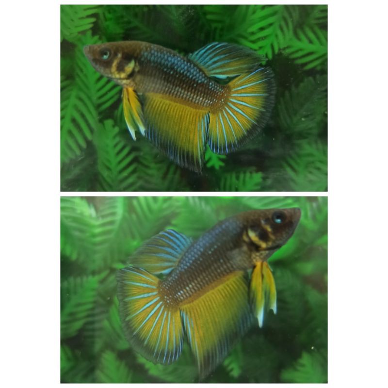 

ikan cupang halfmoom yellow MG