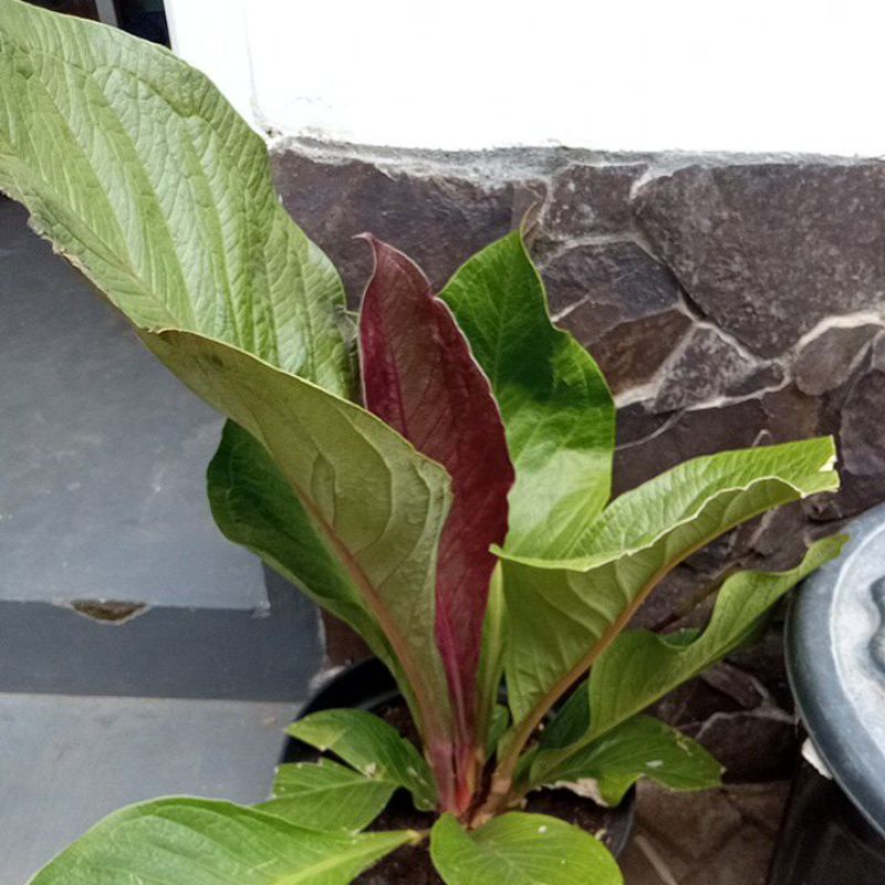 jemani korba pucuk hitam idukan sudah bertongkol