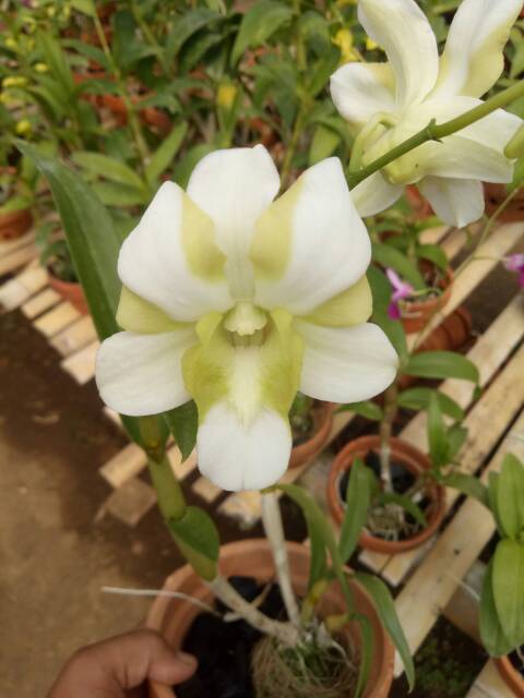 Anggrek dendro sedling - Seedling anggrek dendrobium bulat