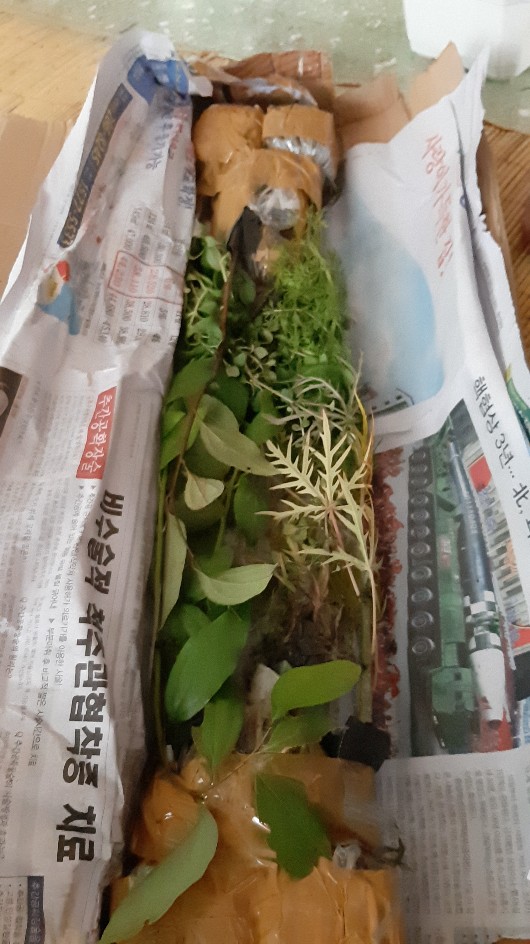 Bibit Tanaman Daun Oregano Herbal Rempah Bumbu Masakan Eropa