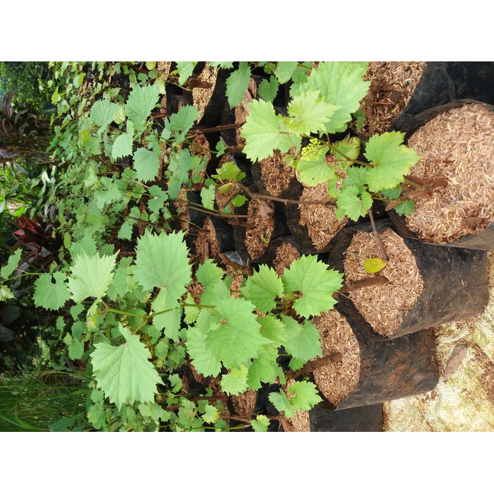 Pohon anggur bibit pohon anggur pohon buah anggur bibit pohon anggur
