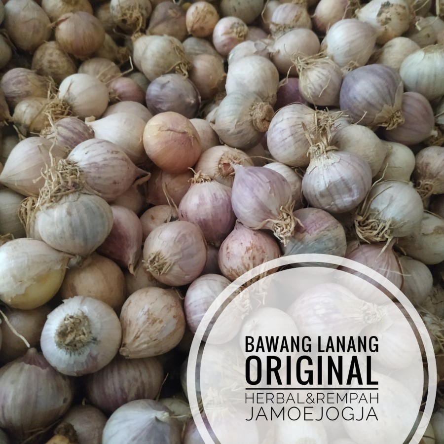 

Bawang Lanang Tunggal Local Murah Original