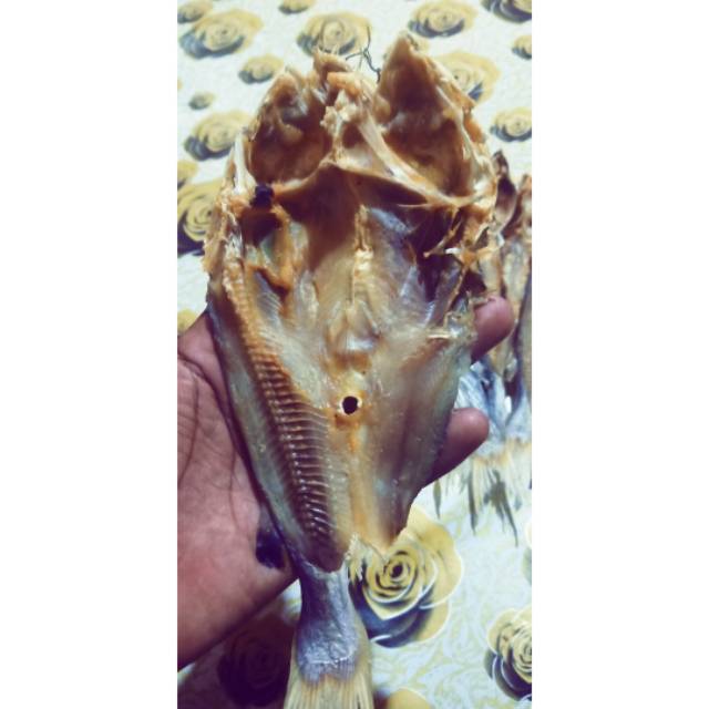 

Ikan asini baung laut
