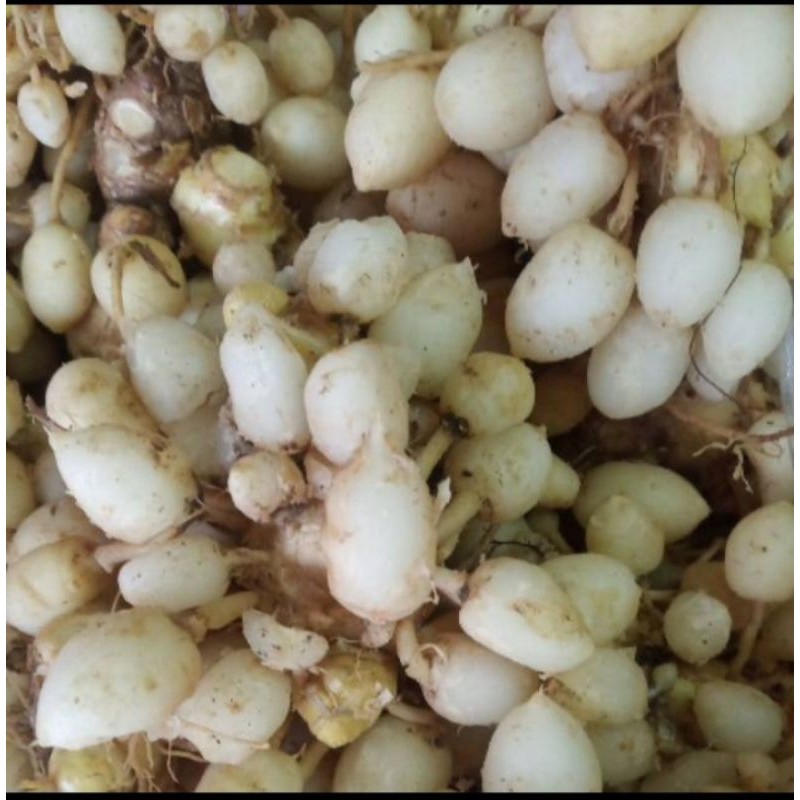 

kunyit putih 1 kg